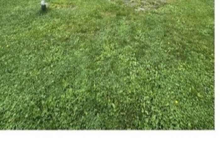 Backyard with a dead, bare patch before repair